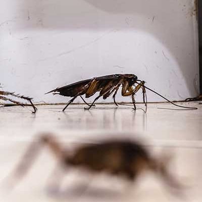 Clear Choice Pest Control cockroach